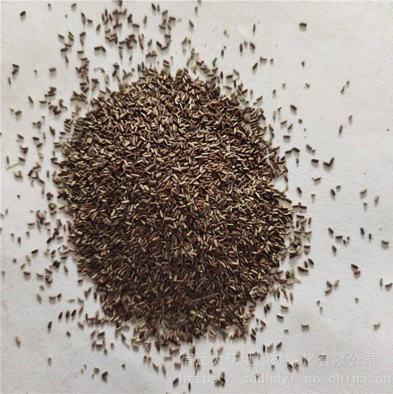 新采草花种子柳叶马鞭草种子发芽率高价格便宜批发价