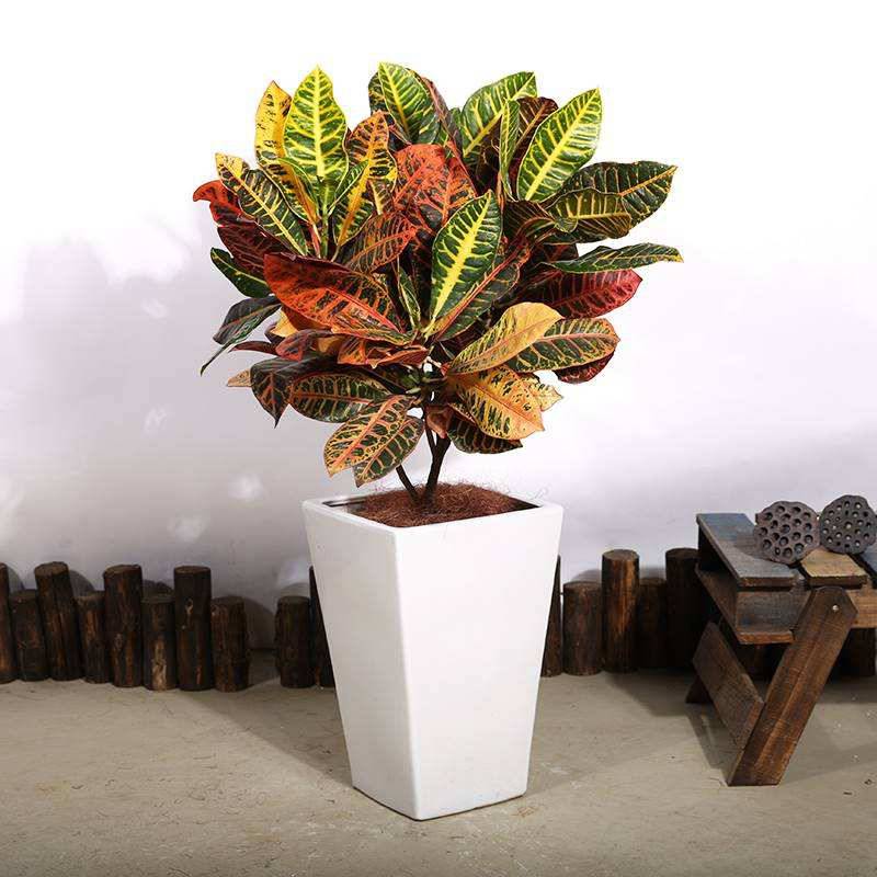 深圳园林绿化苗变叶木盆栽批发室内植物租摆室外绿化工程都能用