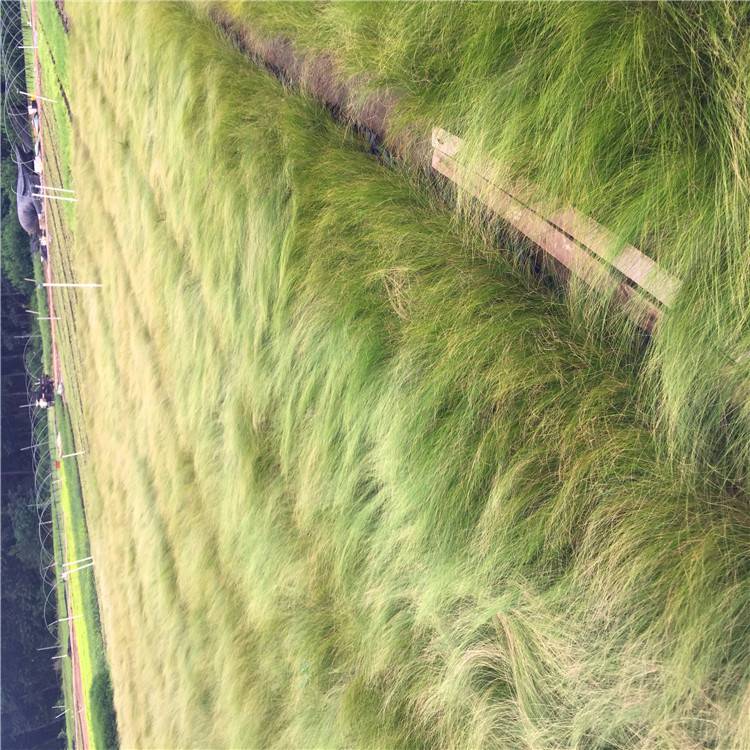 盆栽细茎针茅营养袋细叶针茅青州观赏草基地墨西哥羽毛草