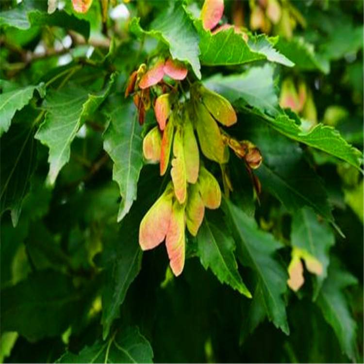 茶条槭球类4米至5米冠幅茶条槭公园绿化批发3米茶条槭