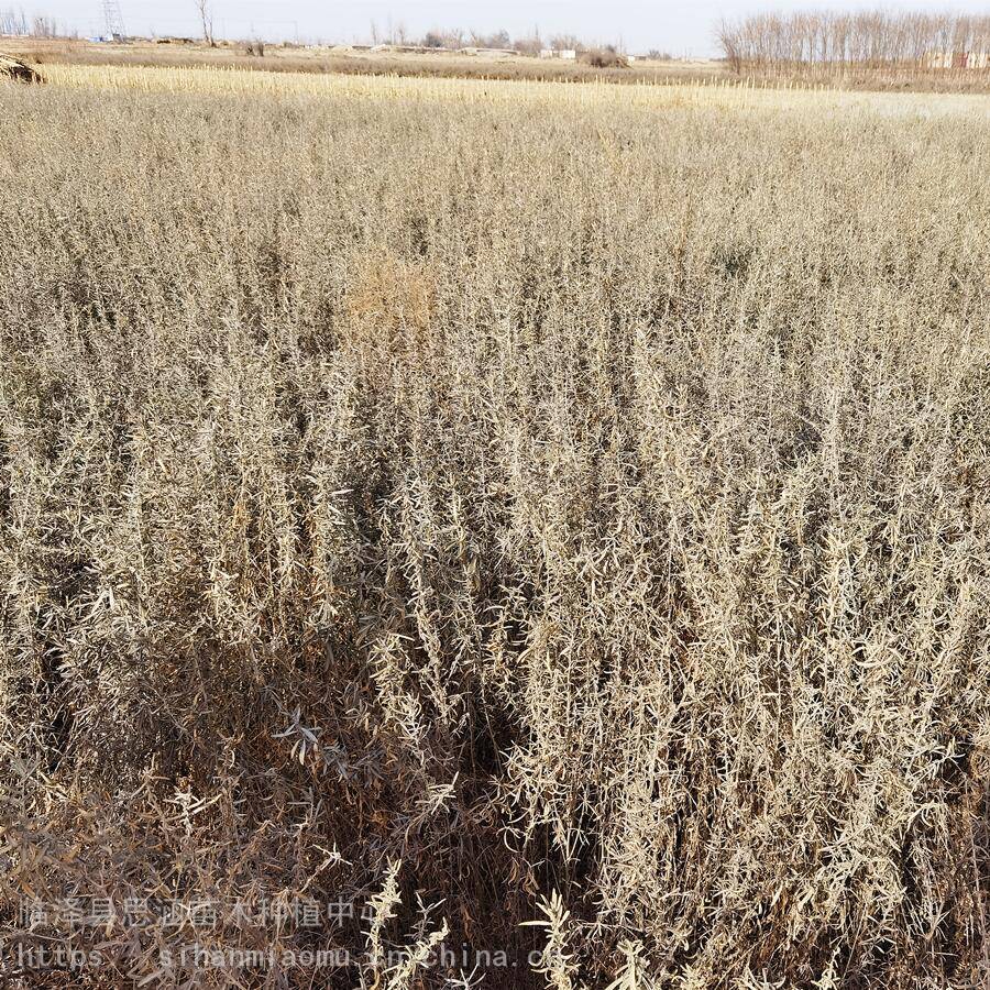 自产自销四翅滨藜树苗一年生高度3060公分耐盐碱