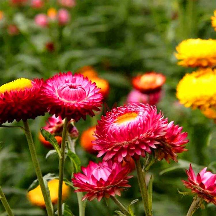 花海花鏡類景觀草花種子麥稈菊及杯苗