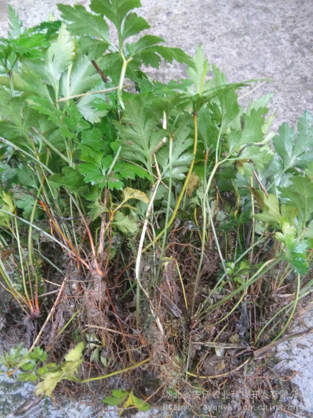 供应黄连种苗鸡爪连黄连苗子三年黄连移栽苗黄连苗