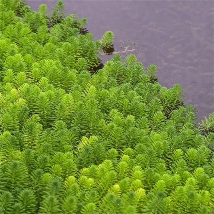 批发水生植物金鱼藻水体绿化水质净化公园湿地沉水植物
