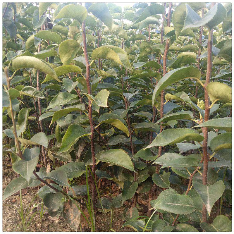 批发皇冠梨树苗嫁接梨树苗种子红香酥梨