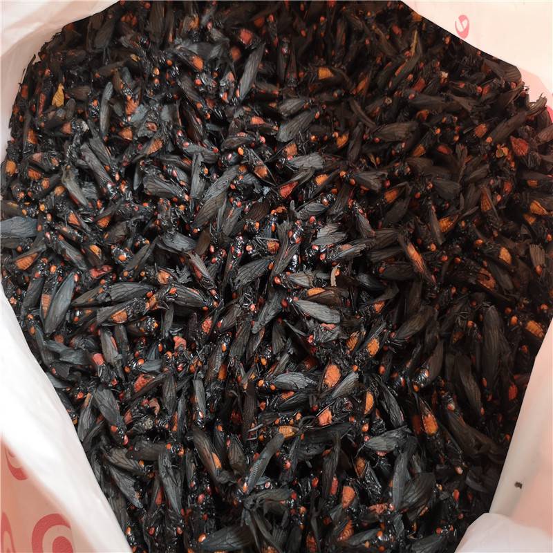 红娘虫价格正宗红娘子价格红娘子多少钱一公斤