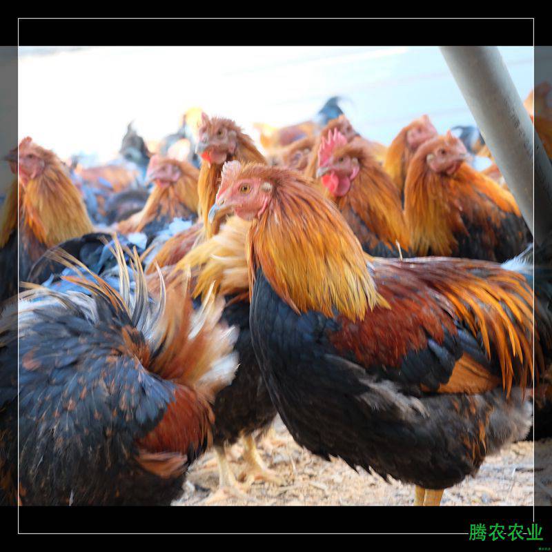 榆林肉鸡批发腾农上海人想不想吃生鲜鸡生鲜鸡店名