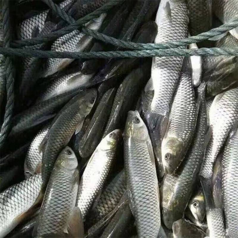 辽宁铁岭供应红草鱼苗草鱼苗价格