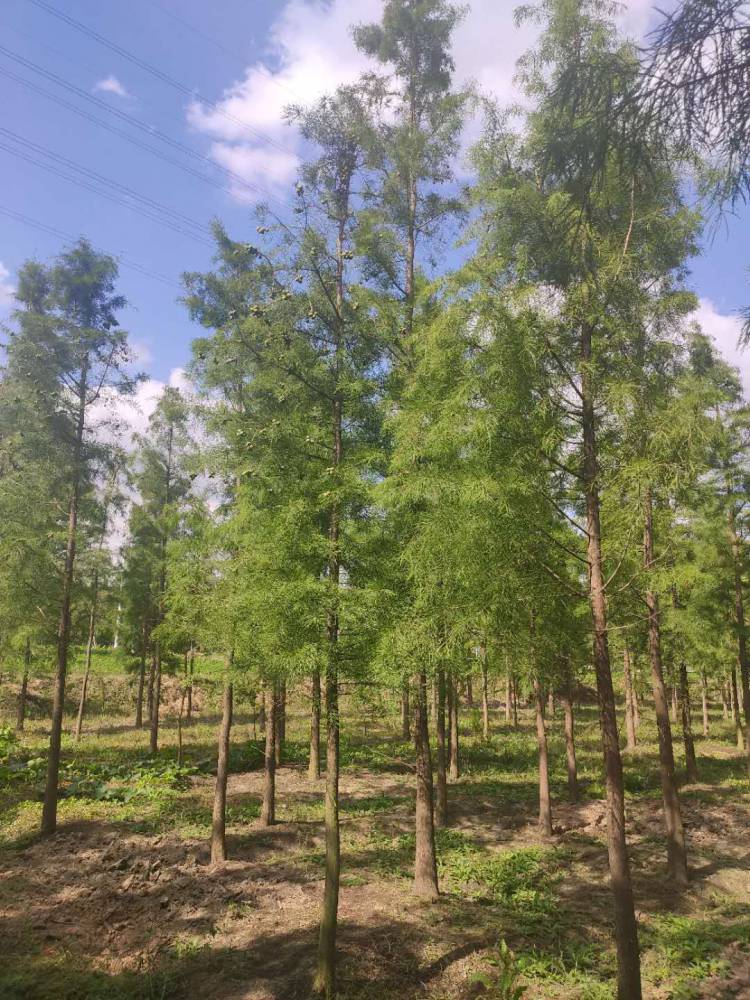 靖江中山杉10公分中山杉价格查询