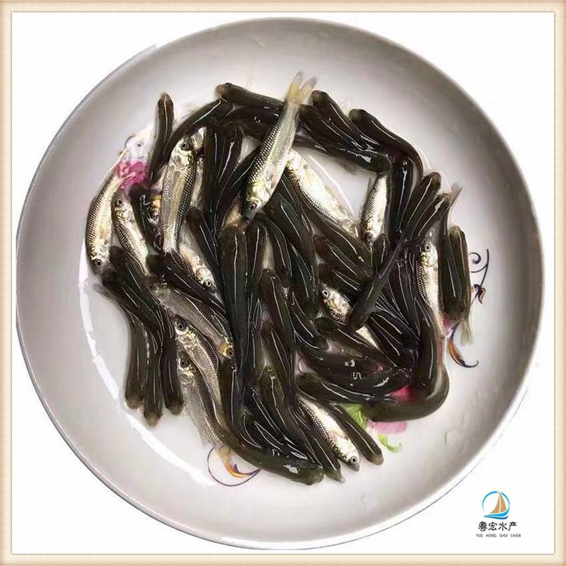 1:饲养草鱼需要清塘,一般用生石灰或漂白粉,全池泼洒后晾晒几天.