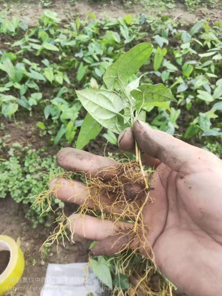 四川山草药地苦胆苗中草药金果榄苗金果榄种子鲜货金果榄供应