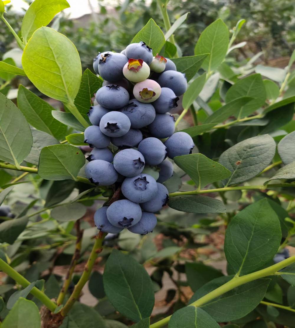 小蓝莓树苗包成活矮丛蓝莓苗基地蓝莓树苗盆栽