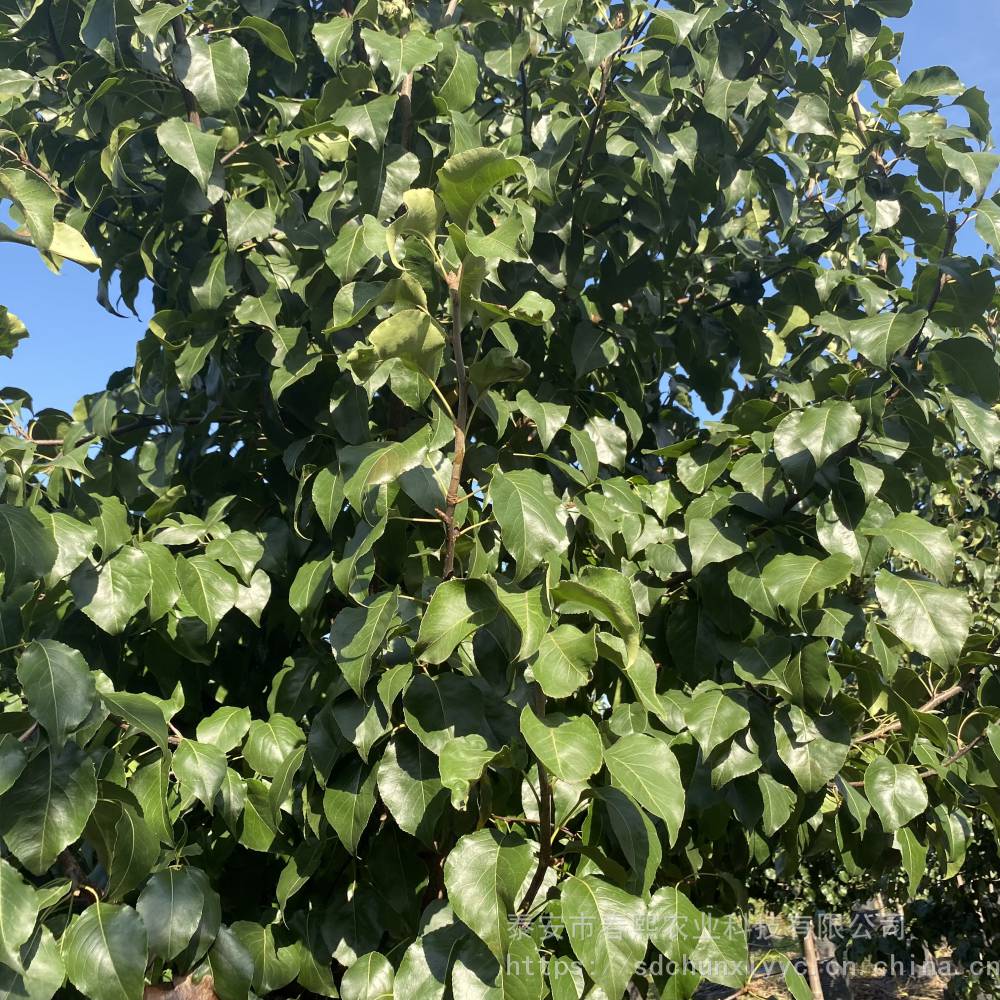 chunxi春熙供应绿化园林610公分豆梨树景观彩叶树