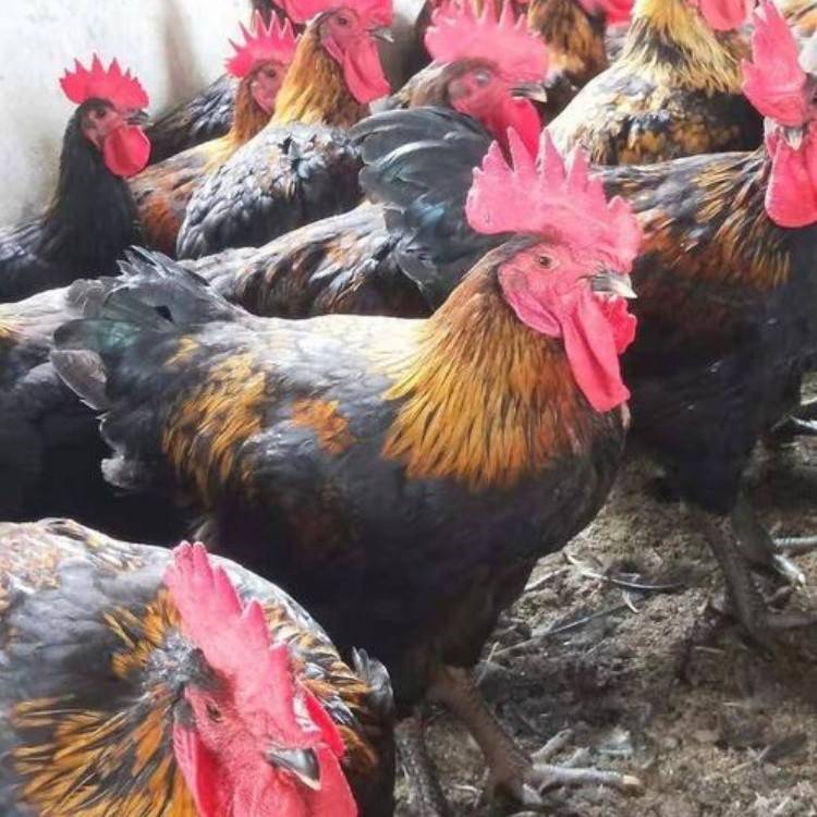 黑鸡苗黑乌鸡苗价格快大黑鸡苗黑肉鸡苗批发天露黑鸡五号肉鸡苗供应