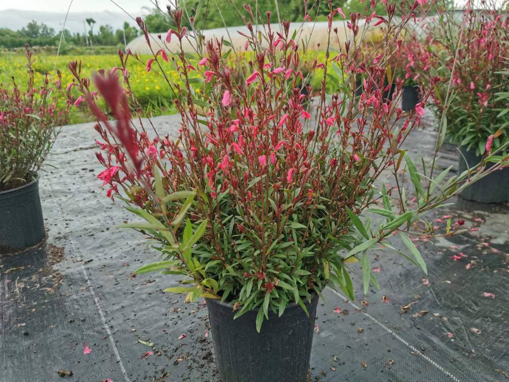 四川出售山桃草杯苗的基地山桃草批发价格3060高山桃草