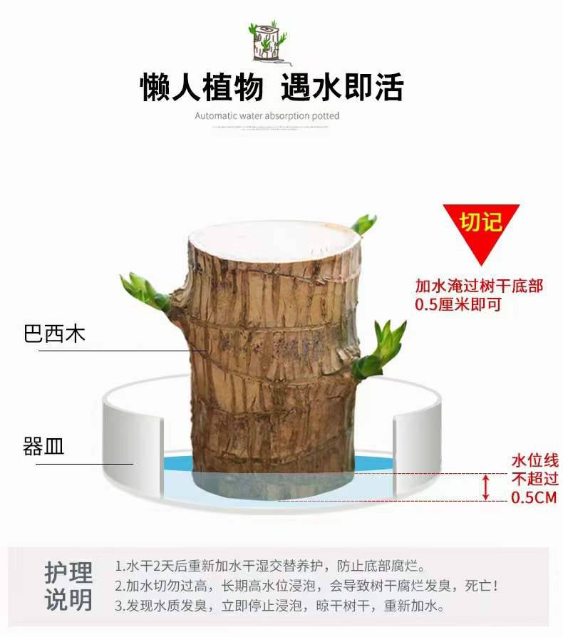 绿植巴西木小盆栽太火了，格鲁特白瓷碟适合懒人养的幸运木室内花卉