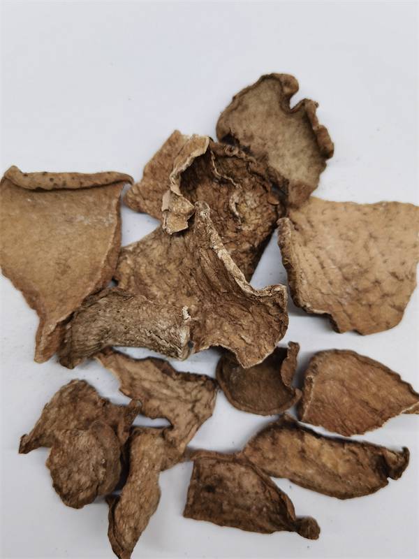 罗锅底种苗种植土马兜铃的药用功效罗锅底收购多少钱斤罗锅底别名叫