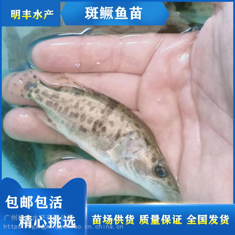淡水出售鲜活斑桂鱼鱼苗运输包活斑鳜鱼黑鳜鱼苗