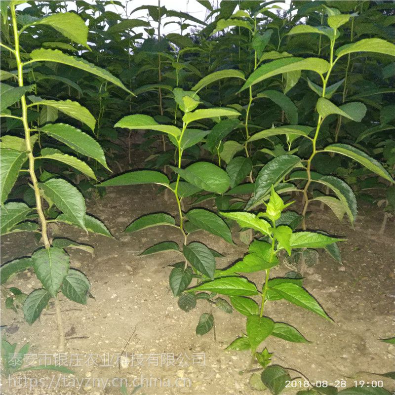 绿化苗木基地直销 【杜仲树苗】山东银庄农业杜仲批发