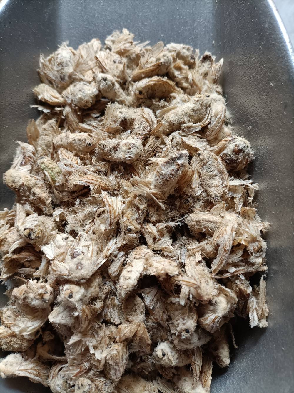 雄蚕蛾批发价格雄蚕蛾有卖