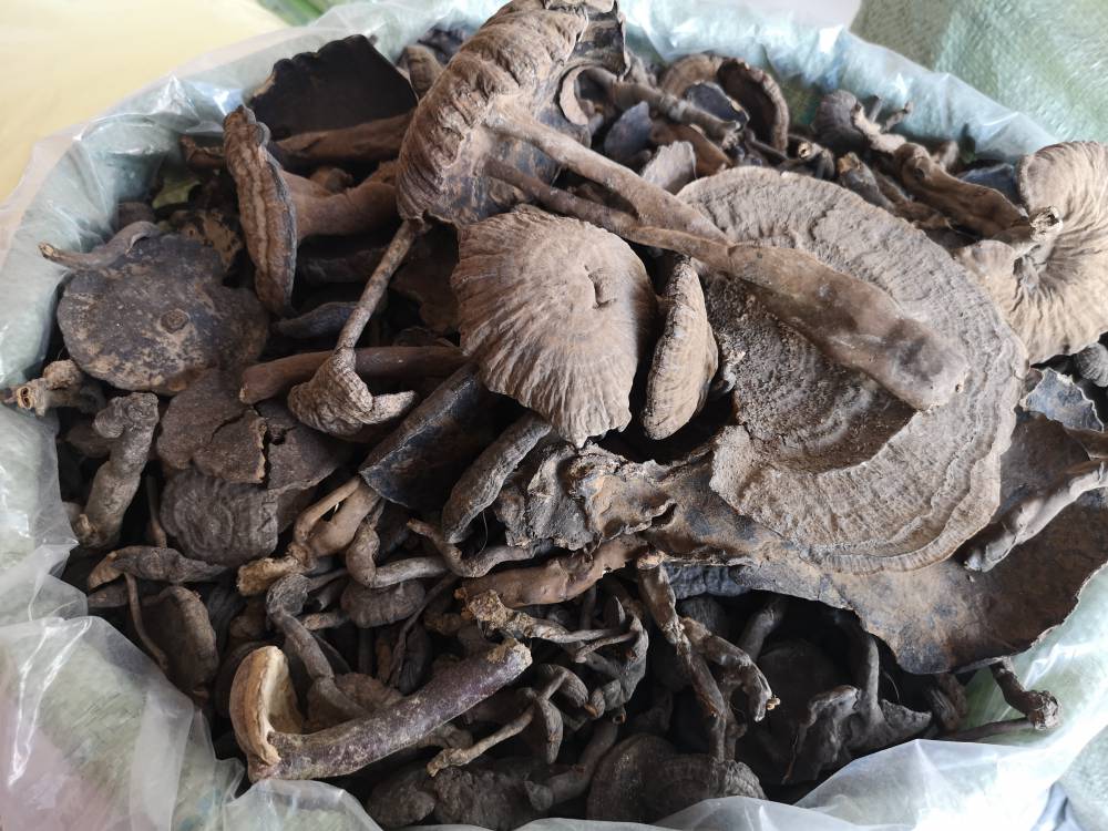 【灵芝灵芝大卖场 灵芝大全】价格_厂家 中国供应商