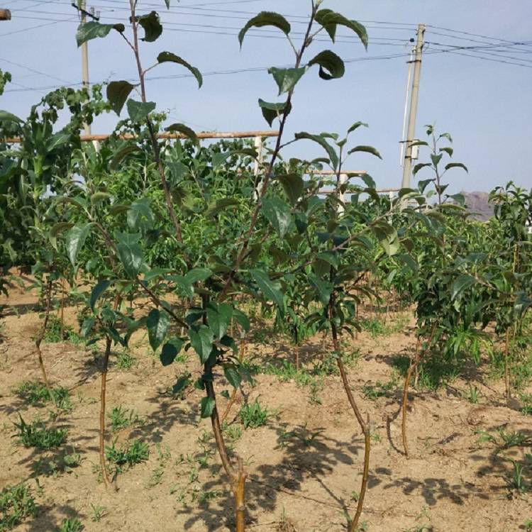 寒富苹果苗 一刀二刀两刀寒富苹果树苗 辽宁矮化嫁接寒富苹果树苗-搜