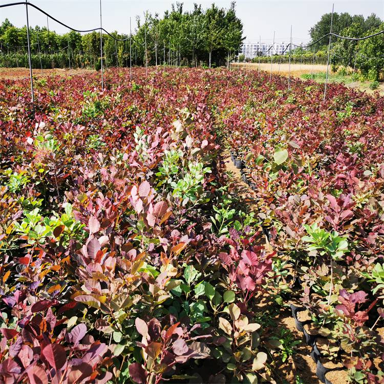 长期批发 红栌杯苗 花园庭院地栽风景树苗 适应性强 根系好基地现苗 品相优美红栌树 欢迎订购