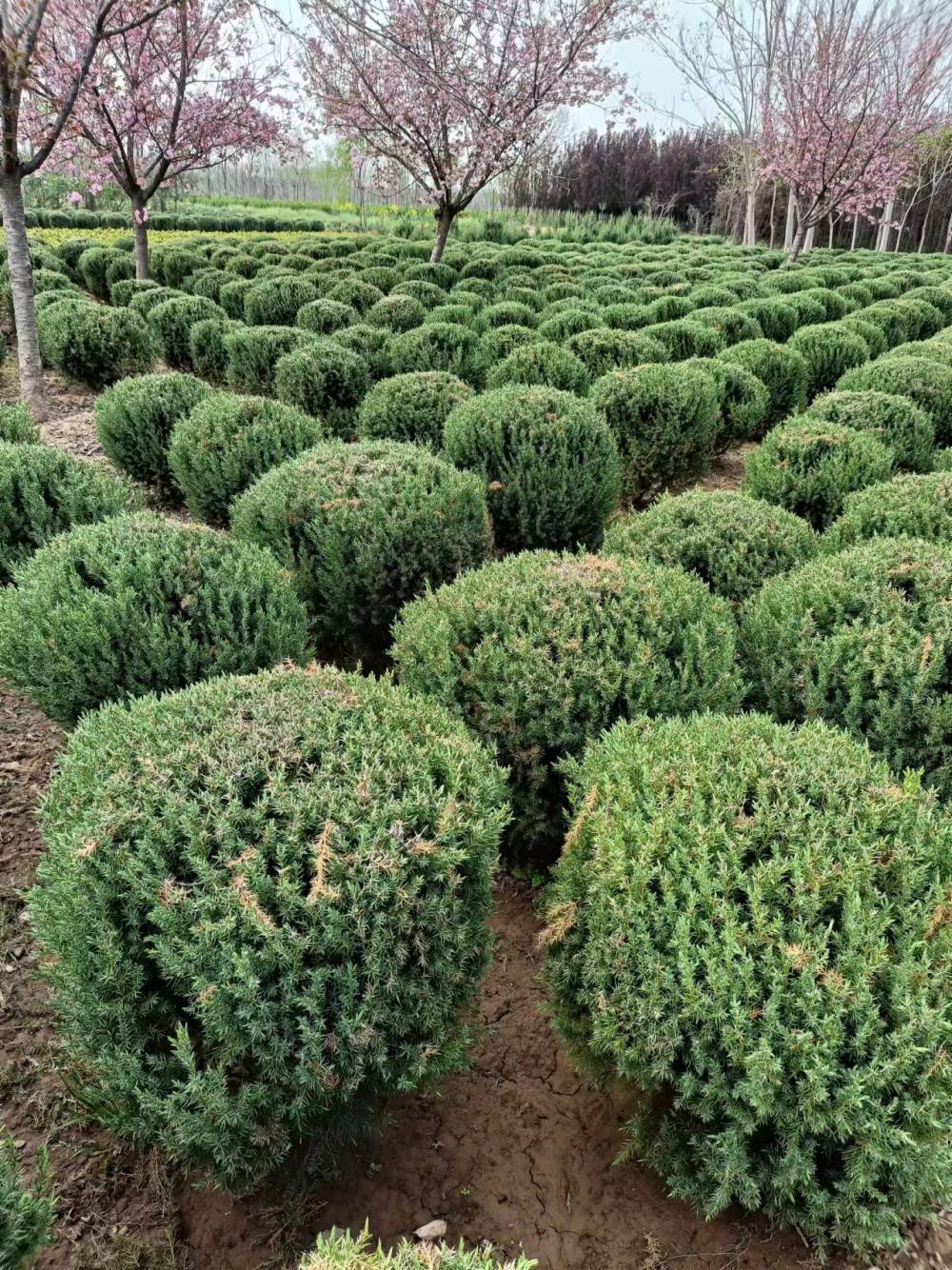 桧柏球-优质桧柏基地种植-周至桧柏现货10000棵