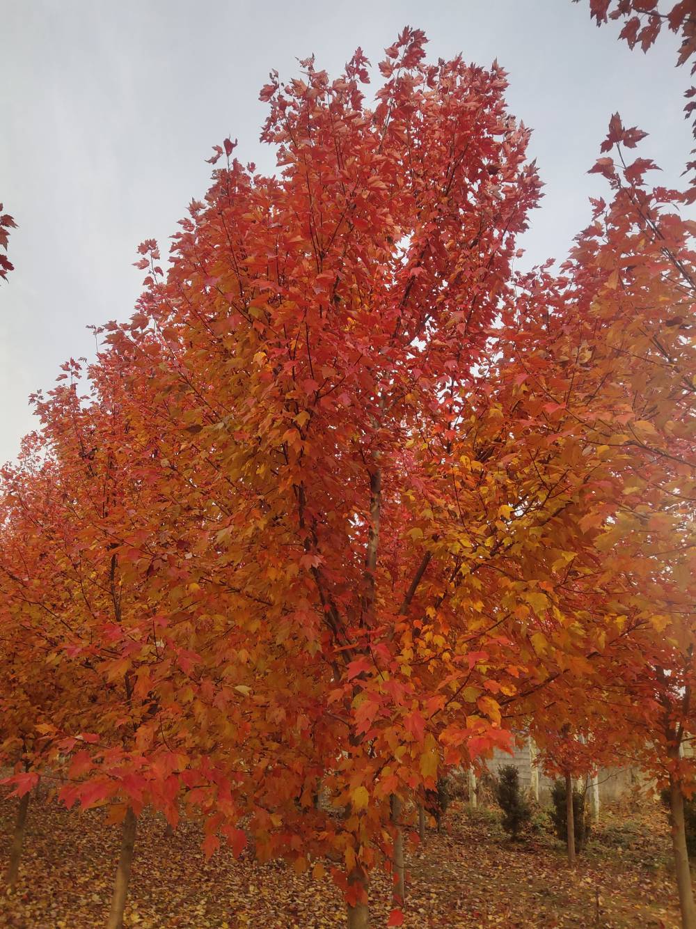 美国红枫十月光辉