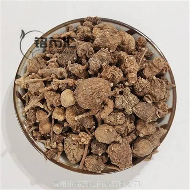 野生扣子七珠子参大叶三七竹节人参钮子七疙瘩七盘七