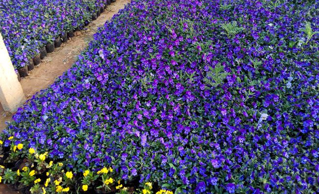 四季草花四季草花品种四季草花批发