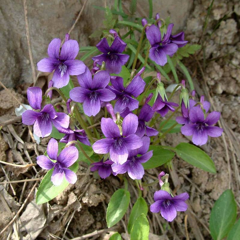 今年新采紫花地丁种子花田精心培育紫花地丁种子观赏价值高量大价格从