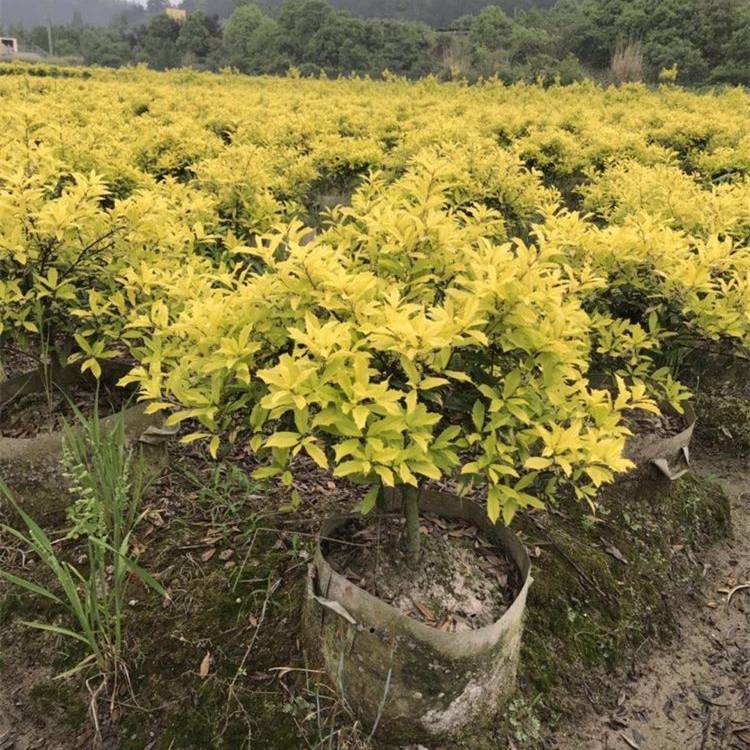 出售黃金枸骨球抗性強園林造景綠化植物