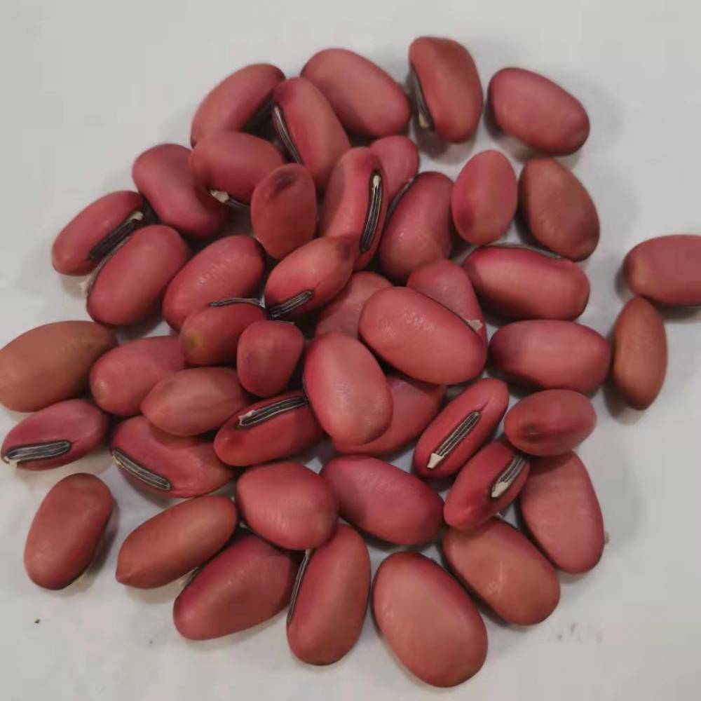 供应红刀豆白刀豆