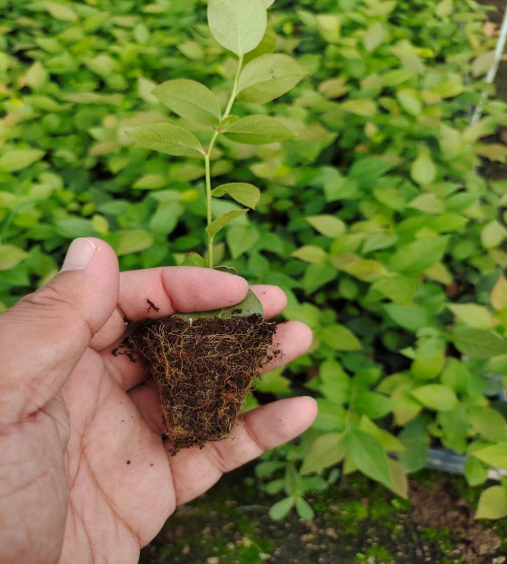 2公分藍莓小苗樹苗芬蒂藍莓苗露天種植藍莓樹苗種植啥時候成熟