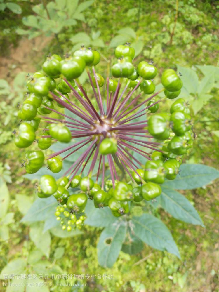 江苏金坛张家港竹节参野三七种植方