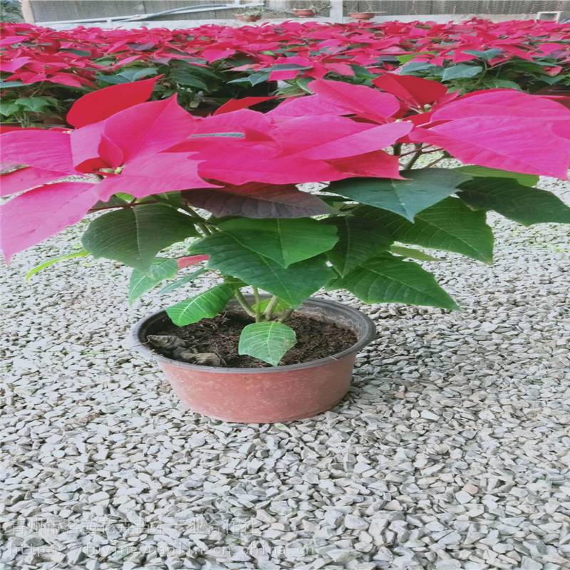 一品红图片一品红花期一品红出售