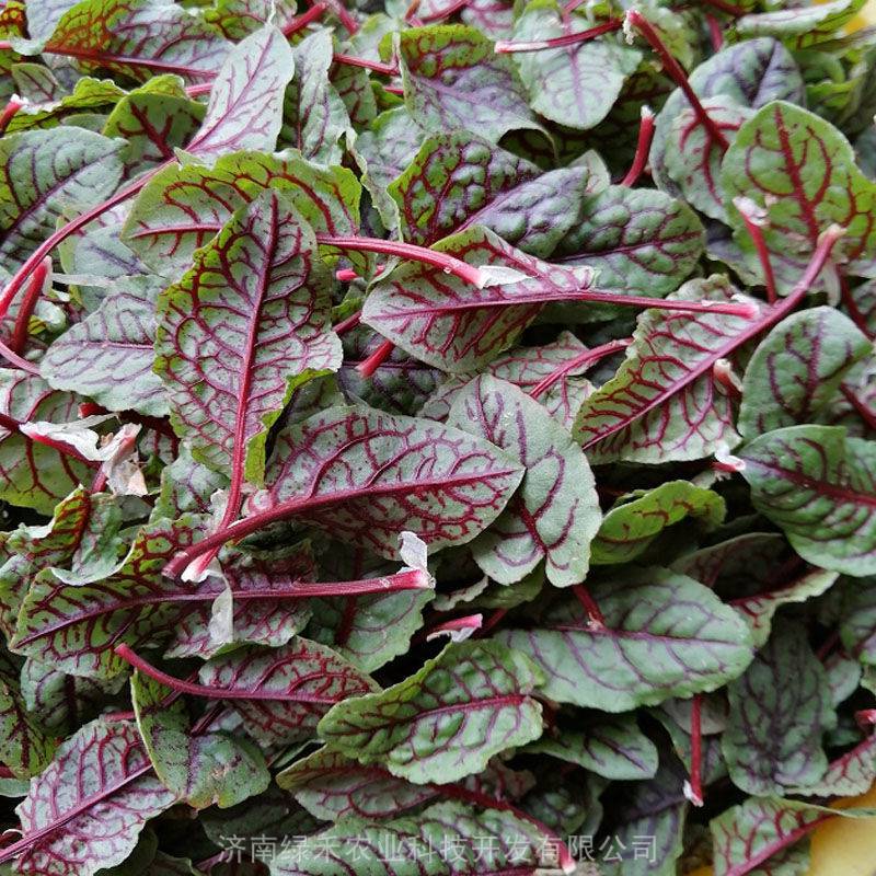 红脉酸模种子酸膜叶种籽西餐摆盘点沙拉蔬菜红丝红柄蔬菜籽