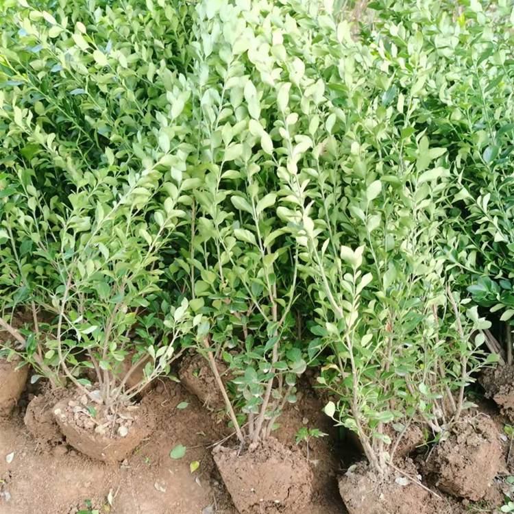 出售50公分冠幅卫矛毛球景观园林绿篱绿化用苗