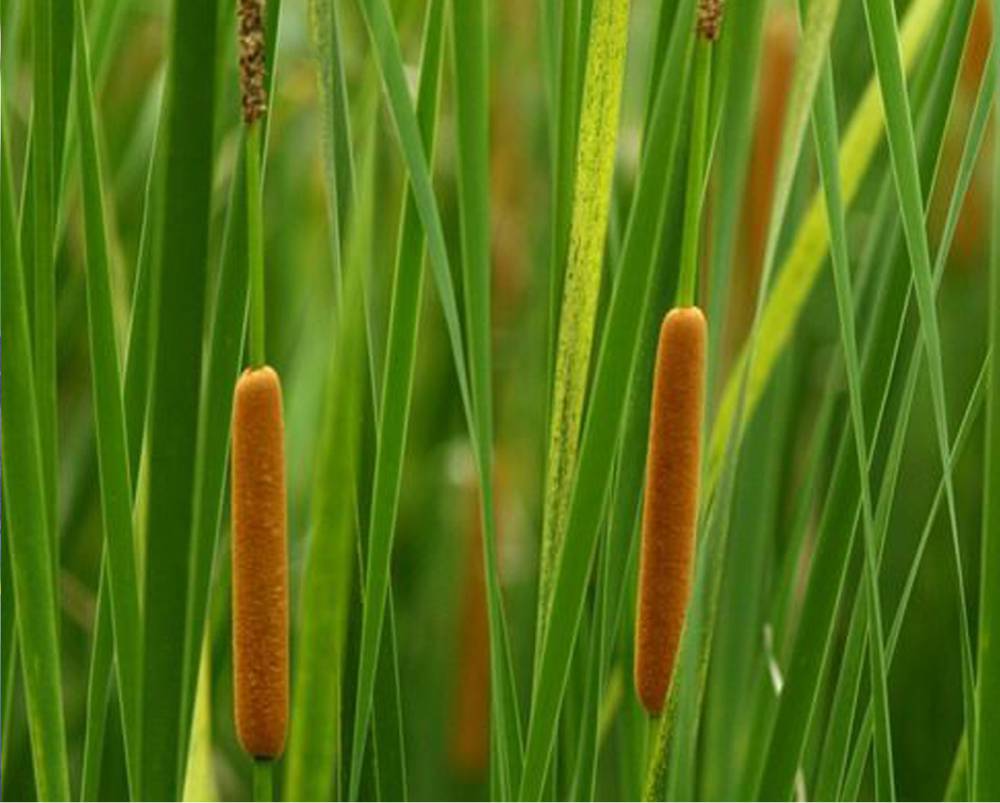 香蒲经济价值较高,花粉即蒲黄入;叶片用于编织,造纸等;幼叶基部和根状