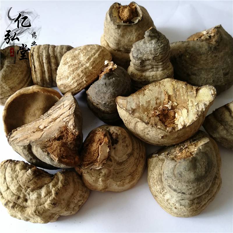 裂蹄图片马蹄灵芝功能主治马蹄灵芝药用价值