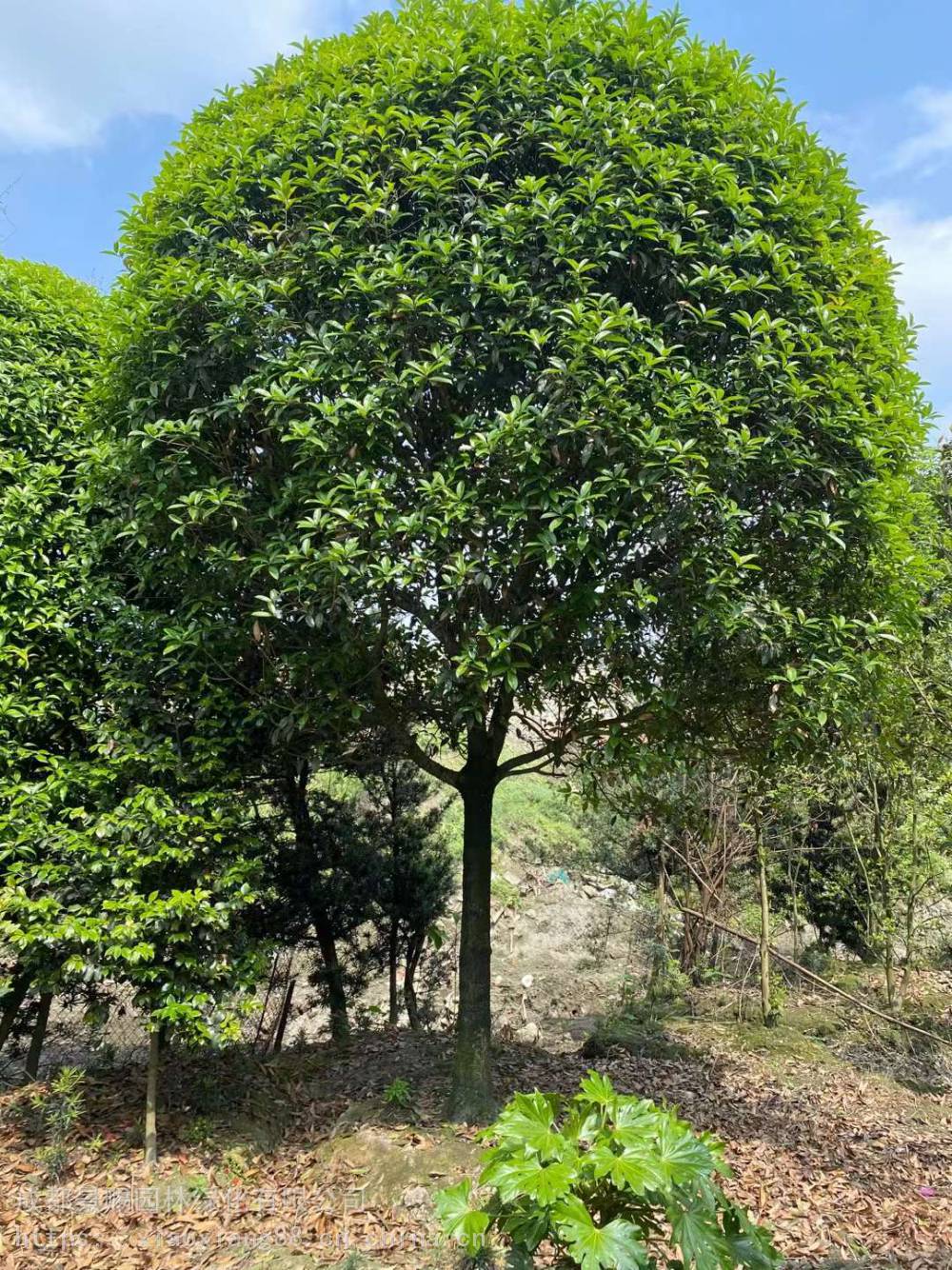 丹桂和金桂有什麼區別湖南湘潭 紫薇櫻花樹桂花樹價格