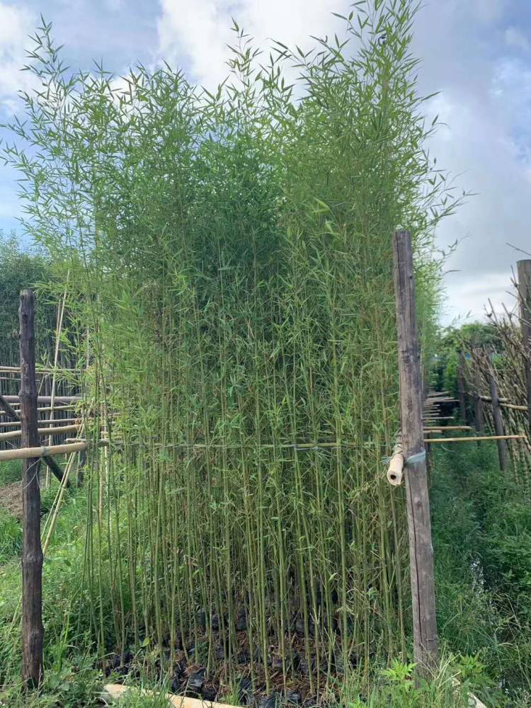 深圳园林绿化罗汉竹竹子价格是多少