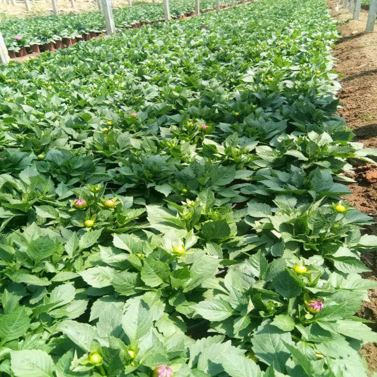 基地种植小丽花广场组摆花卉小丽花批发