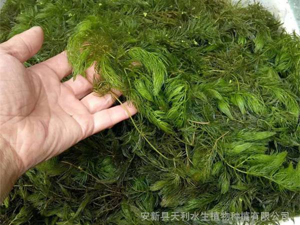 沉水植物金魚藻苗改善水體富營養化沉水植物成活率高繁殖快