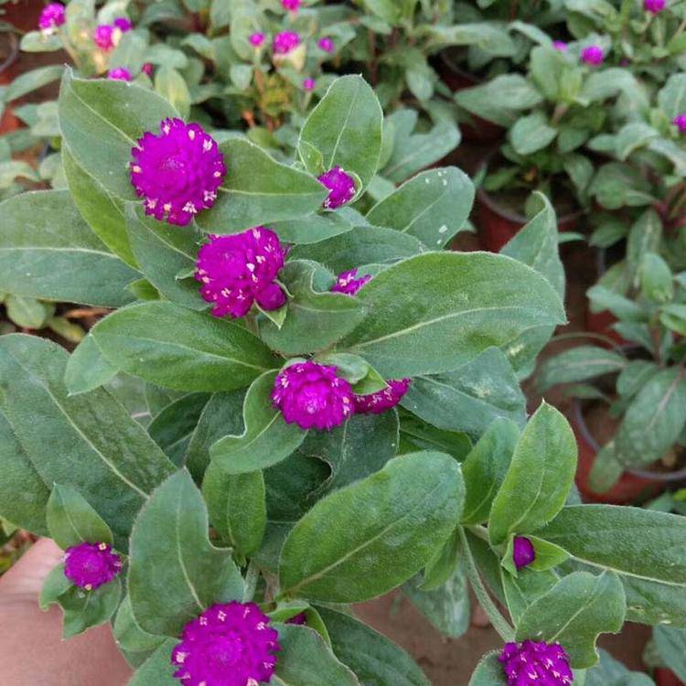 千日红小杯苗千日红千日红杯苗价格工程花卉花海苗四季花卉品种时令