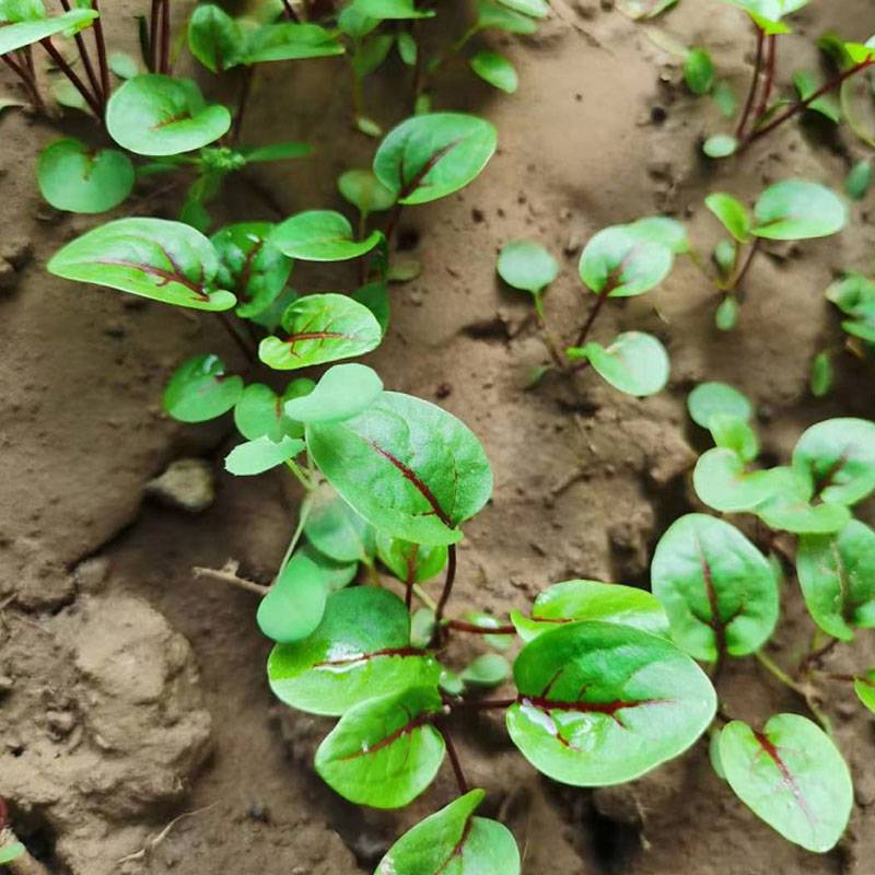 红脉酸模种子红丝酸模红柄酸模西餐摆盘沙拉蔬菜香草种子特菜