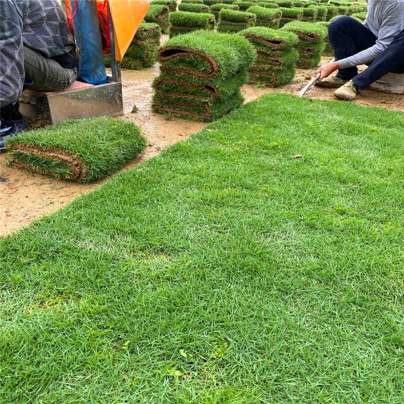 台湾青草皮批发基地首页推荐台湾二号草