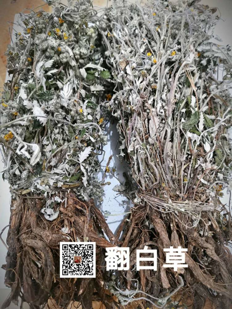 翻白草(翻白草的功效与作用)