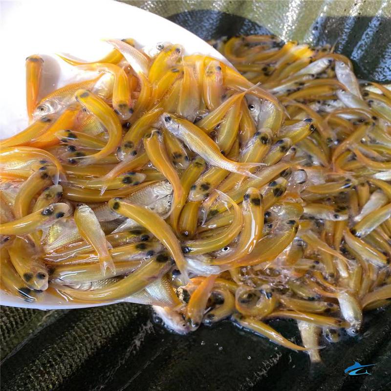 金色草鱼苗黄金鲩鱼苗俄罗斯金草苗一年四季行情走势